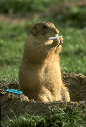 gopher rollin weed